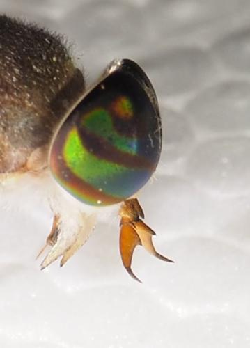 Tabanus antarcticus